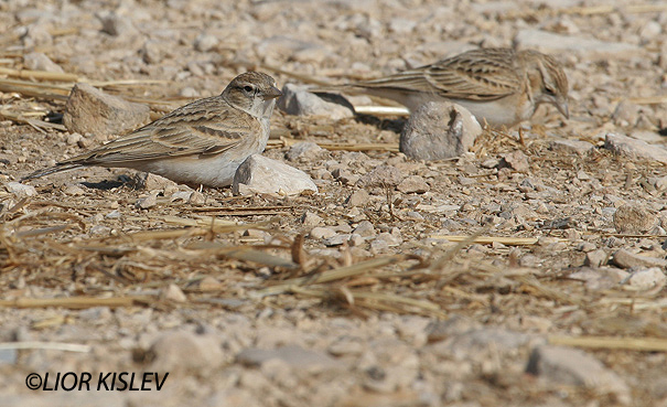 עפרונן קצר אצבעות Greater Short-toed Lark                                                  Calandrella brachydactyla        הערבה,אפריל2006 